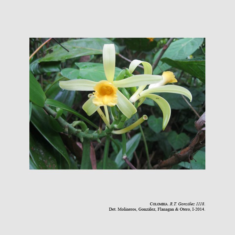 Vanilla rivasii